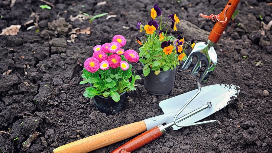 Gardening tools and spring flowers in the garden